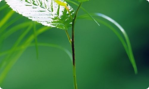 小学生学习剪纸作文