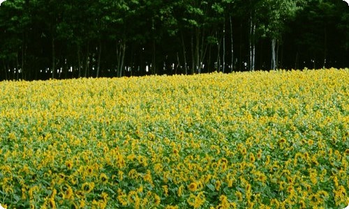 教师辞职报告