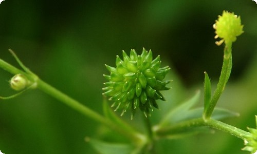 开展植树节活动总结