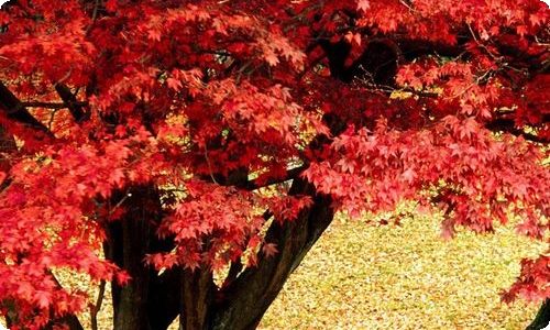 重阳节幼儿园活动策划