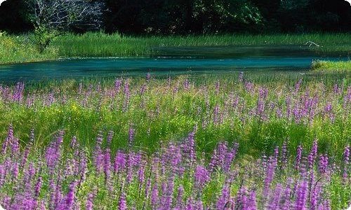 教师节寄语(15篇)