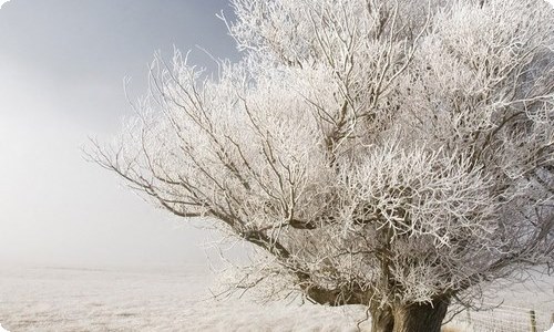 语文八年级教学计划