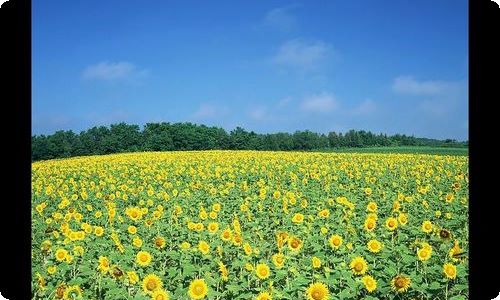 太阳教学设计