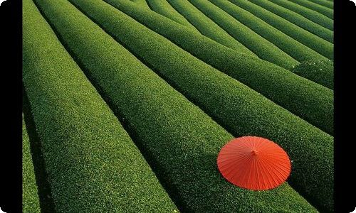 不能不孝敬父母初一作文