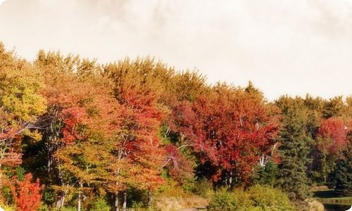 春节回家请假条(集合15篇)