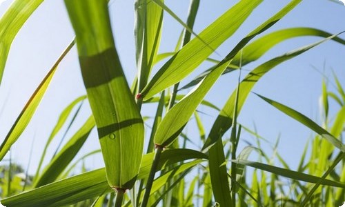 学生会个人自我介绍范文五篇