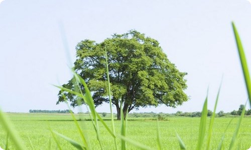 推荐暖心早安感言汇总（精选200句）