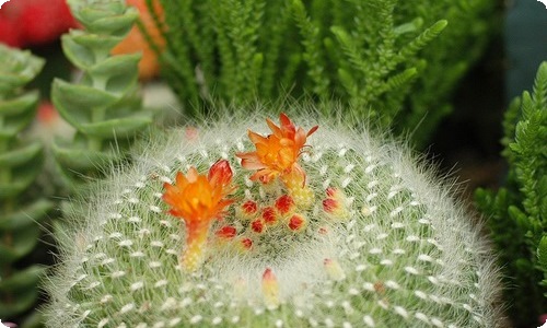 【热门】六年级菊花的作文3篇