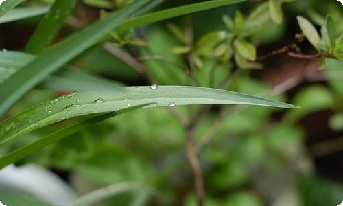 如果我是一只白鸽作文(4篇)