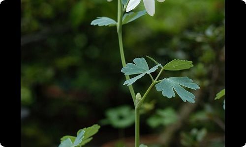 四年级上册数学说课稿范文汇编7篇