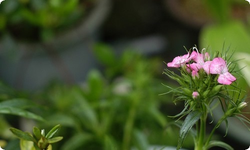 精选幼儿园元宵节活动方案汇总8篇