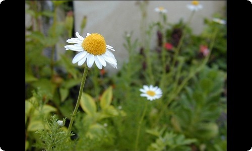 有关写圣诞节的英语作文