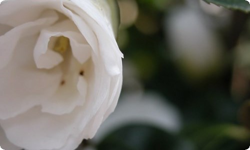 一年级下学期数学教学计划15篇
