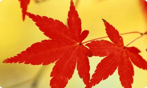 【推荐】护士辞职报告模板五篇