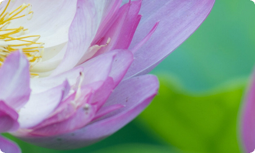 【热门】情人节祝福语摘录84条