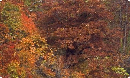 【精华】英语专业的实习报告模板汇总六篇