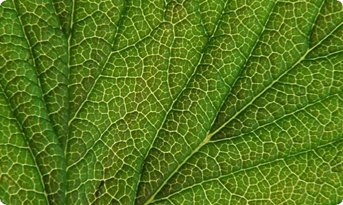 【推荐】芒果树的作文三篇