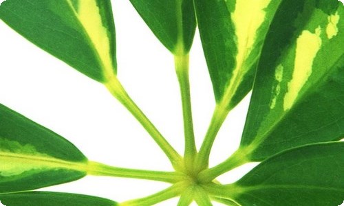 护理专业学生的职业生涯规划书