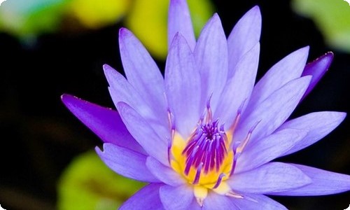 【实用】美丽的秋天三年级作文三篇