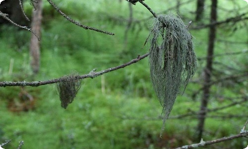 关于植树节讲话稿