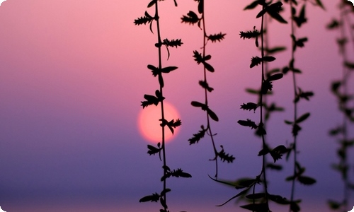 怎么备份微信的聊天记录（苹果手机怎么备份微信的聊天记录）