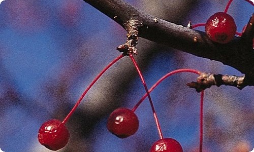 《探究环境污染对生物的影响》生物教案