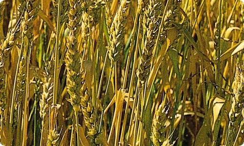 军训通讯稿15篇