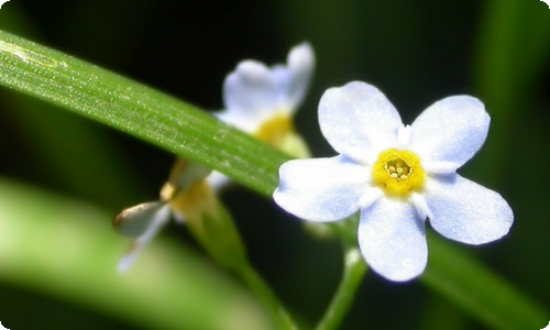 东方七色花观后感