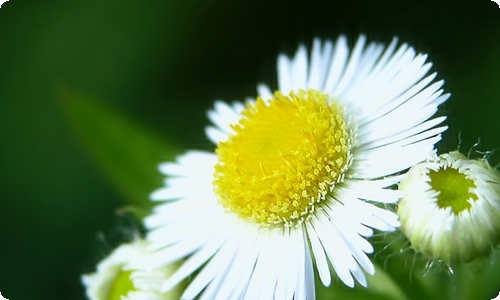 春节的节日作文通用15篇