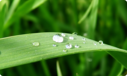 【推荐】芒果作文锦集八篇