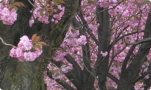 中秋节日记【热】