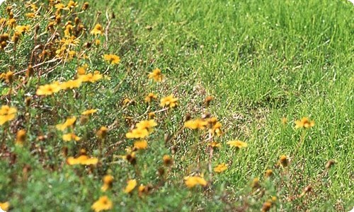 有关春天植物作文400字四篇